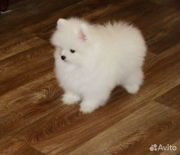 Шпиц мальчик мини красавчик