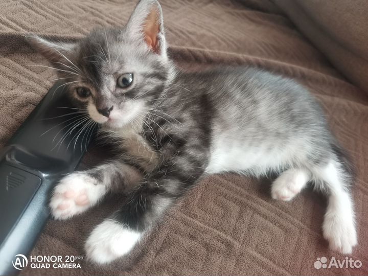 Отдам бесплатно кошечек