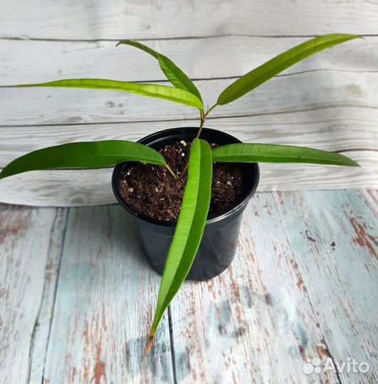 Фикусы разных сортов. комнатные цветы