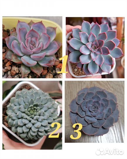 Часть 2 Суккуленты,эхеверия, комнатные цветы