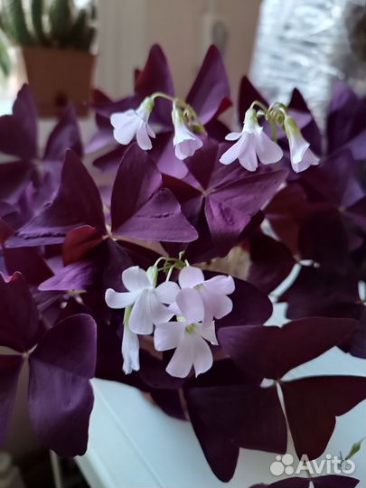 Комнатные цветы кислица