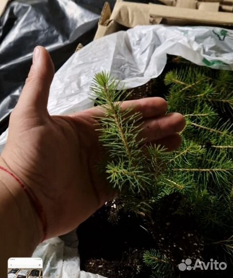 Саженцы сосны и ели окс от производителя