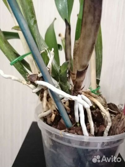 Potinara burana beauty