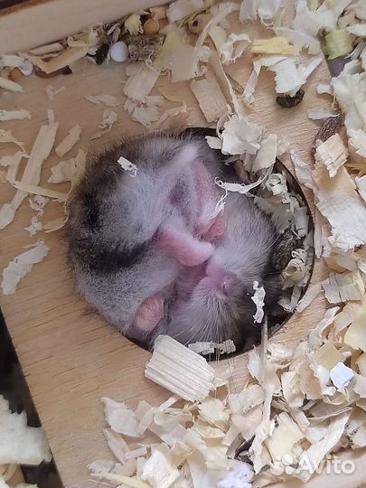 Хомячок. Джунгарик