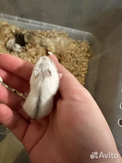 Джунгарский хомяк