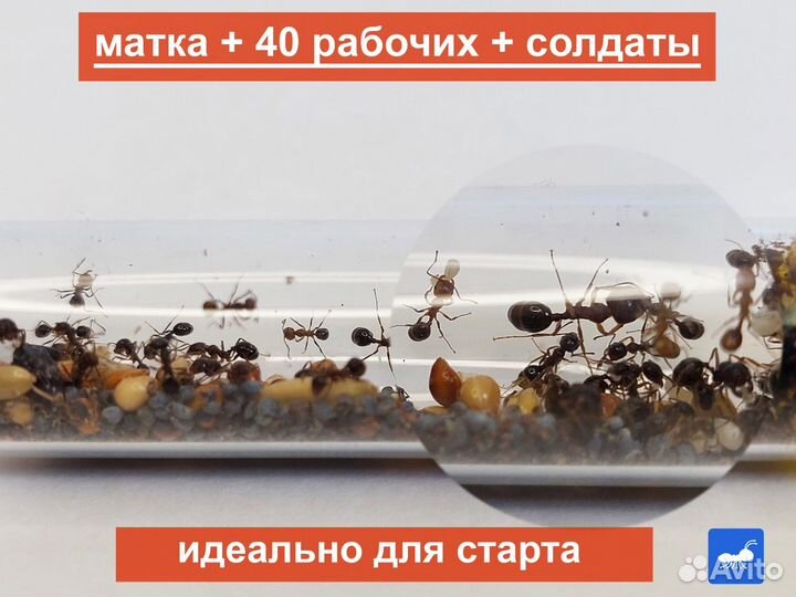 Муравьи Жнецы Messor Structor/muticus опт розница