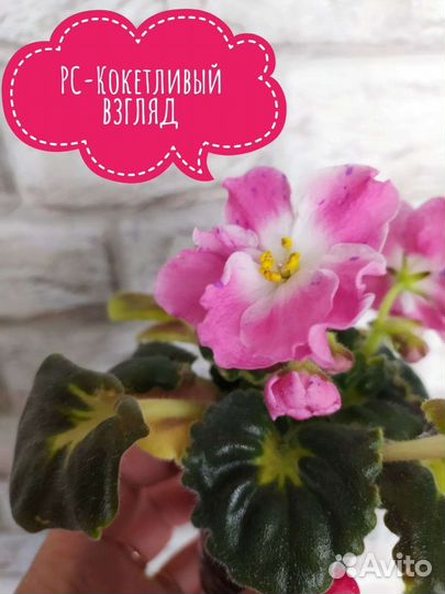Фиалки укорененные листы