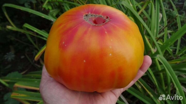 Семена помидоров томатов