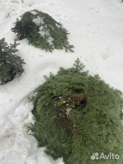 Пихтовые веники