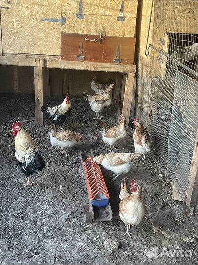 Инкубационное яйцо Загорские лососевые