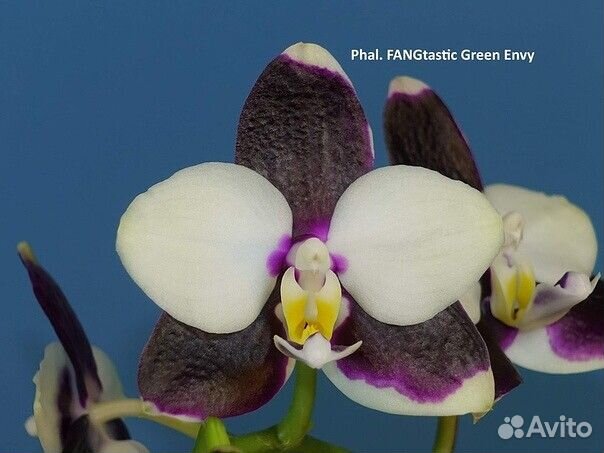 Орхидея Phal. fangtastic Green Envy
