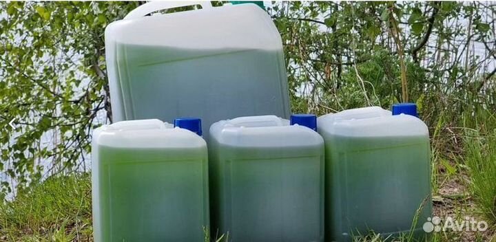 Живая водоросль суспензия для водоема