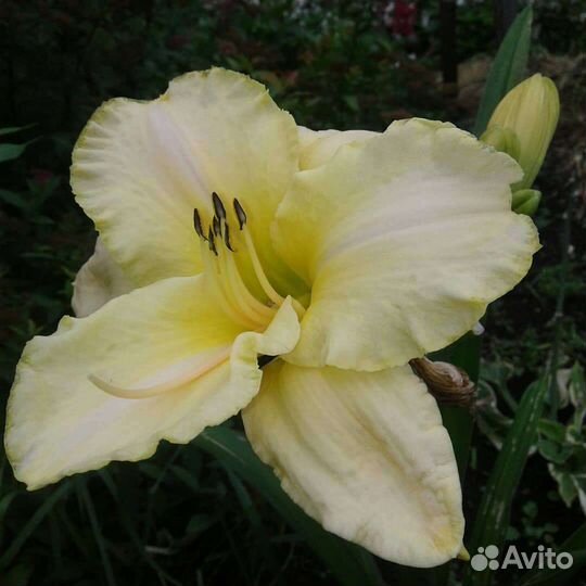 Лилейники сортовые