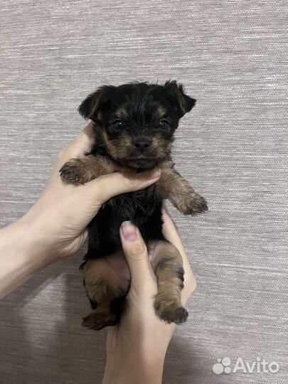 Девочка Йорка