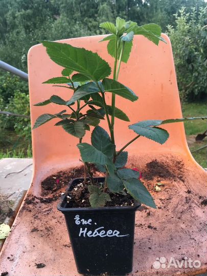 Ежевика Натчез, Блэк Джем, Небеса, Карака Блэк