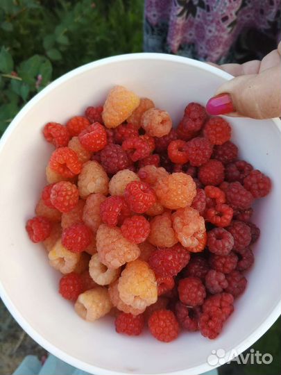 Желтая и красная малина саженцы