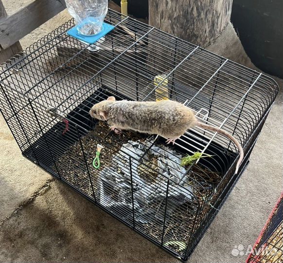 Клетки разные для грызунов и птиц