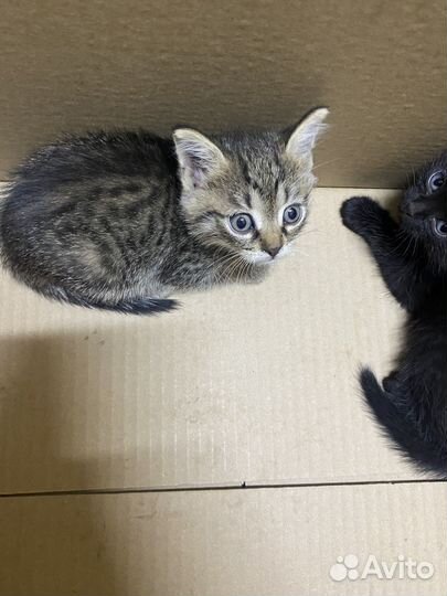 Девочка 1,5 месяца