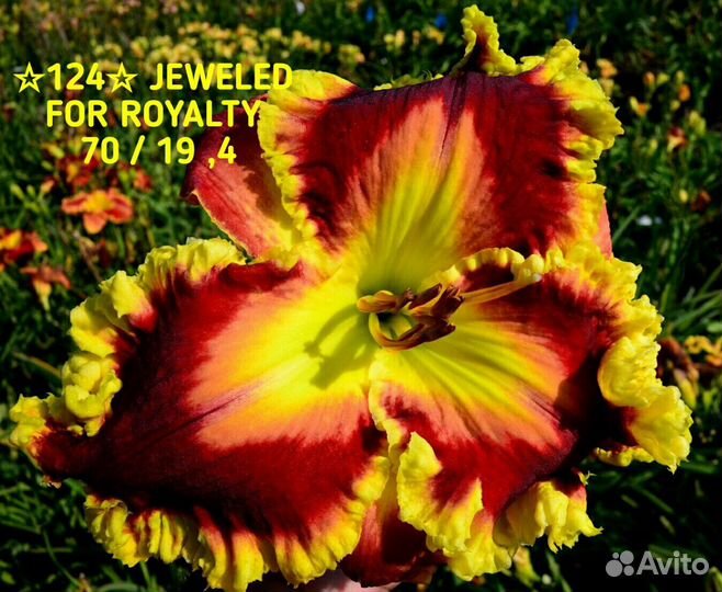 Лилейники сортовые