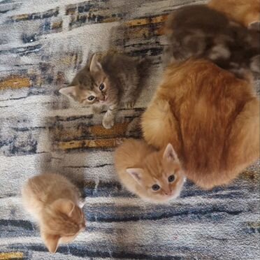 Картезианский котёнок