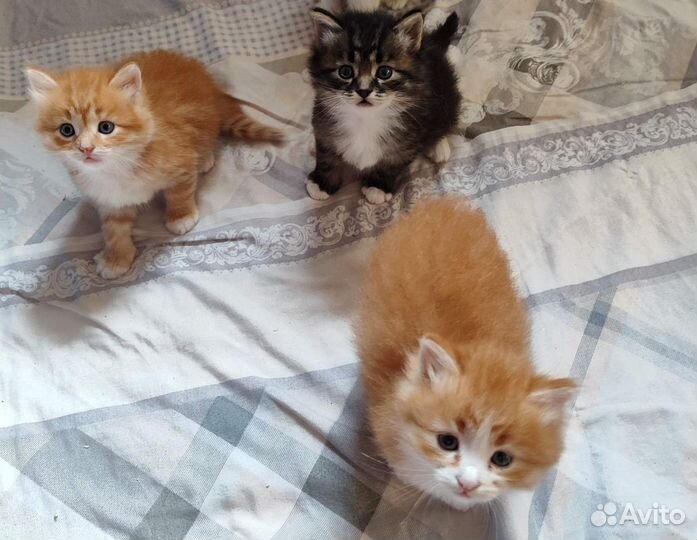 Котята в добрые руки
