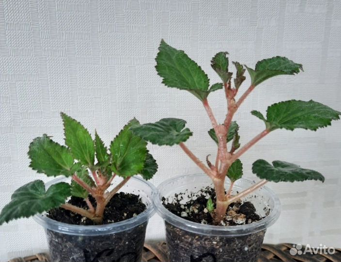 Бегония ампельная