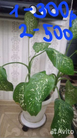 Диффенбахия