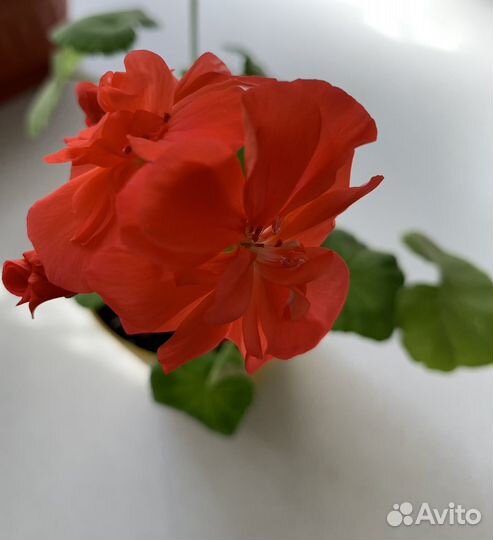 Герань пеларгония