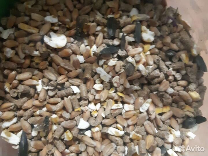 Корм для сельхоз птицы