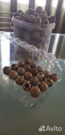 Яйца перепелиные домашние