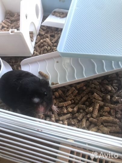 Сирийский хомяк