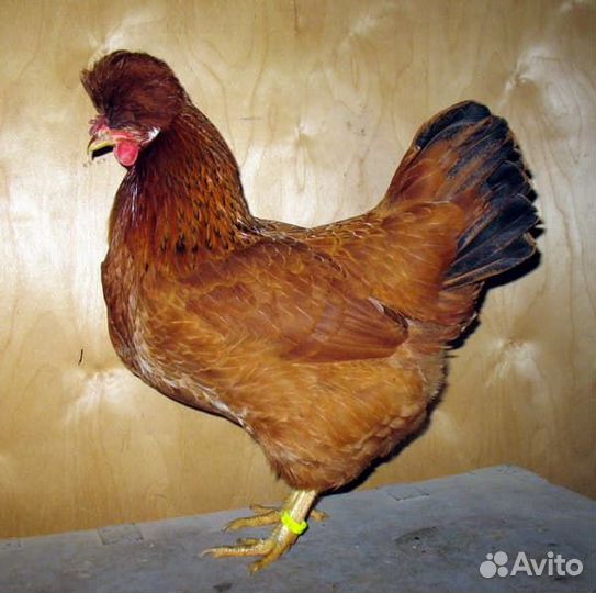 Инкубационное яйцо микс породистых кур