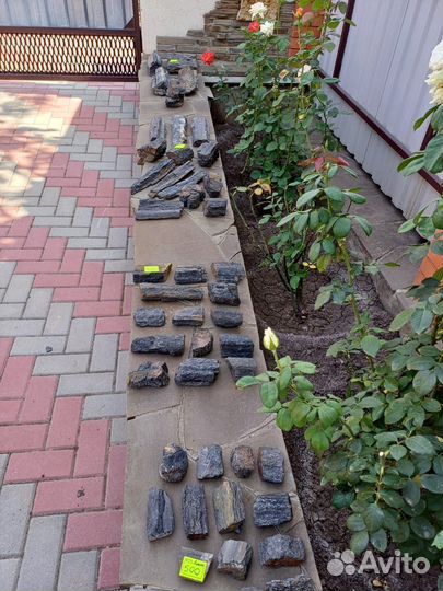 Окаменелое дерево