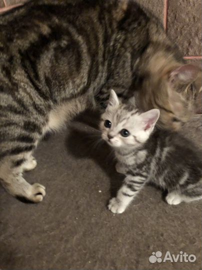 Британские котята