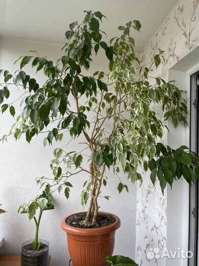 Фикус бенджамина