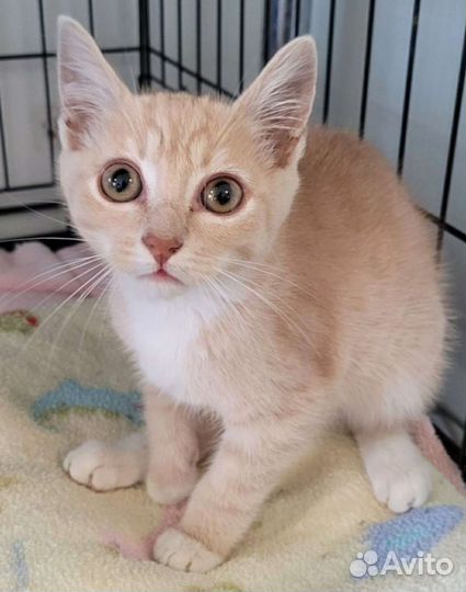 Рыжий котенок много разных в добрые руки