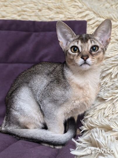 Абиссинска девочка, 3 месяца