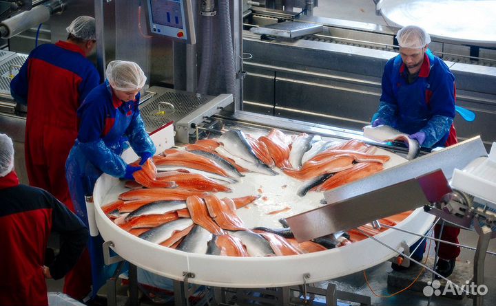 Вахта Вязьма 250 р/час Рыбообработчик(ца)