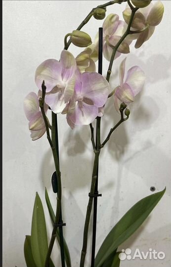 Орхидея фаленопсис
