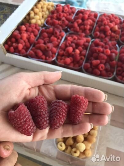 Саженцы малины Маравилла,Мапема,Энросадира