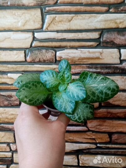 Фиалка, Гастералоэ, бегония и др