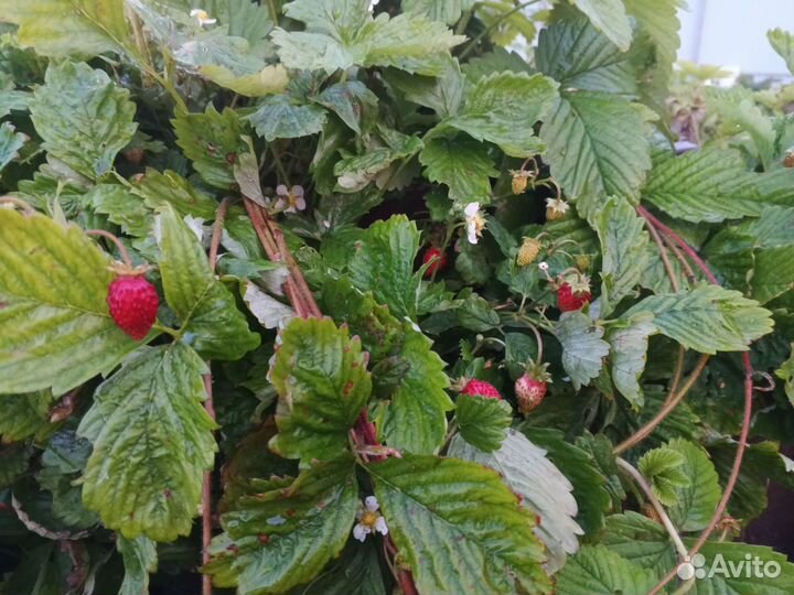Ремонтантная земляника