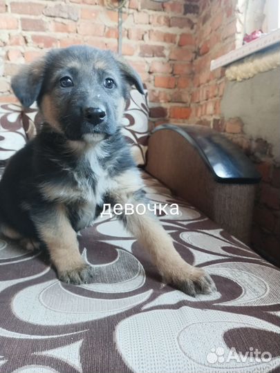 Щенки немецкой овчарки