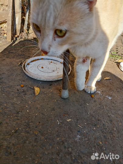 Кот в добрые руки