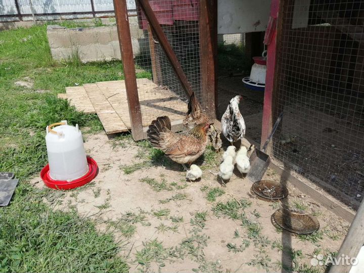 Куры петухи и цыплята