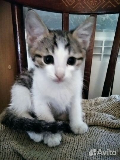 Домашние животные котята