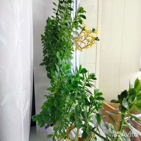 Каланхоэ цветущий