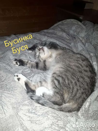 Ищем добрые и любящие ручки