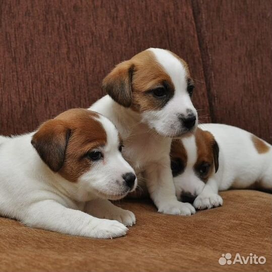 Джек Рассел Щенки. Вет.врач заводчик. Клубные