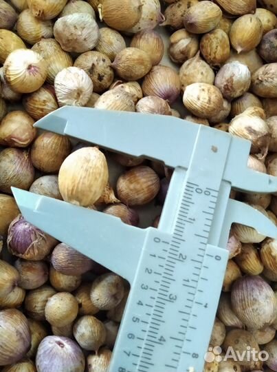 Детки гладиолусов